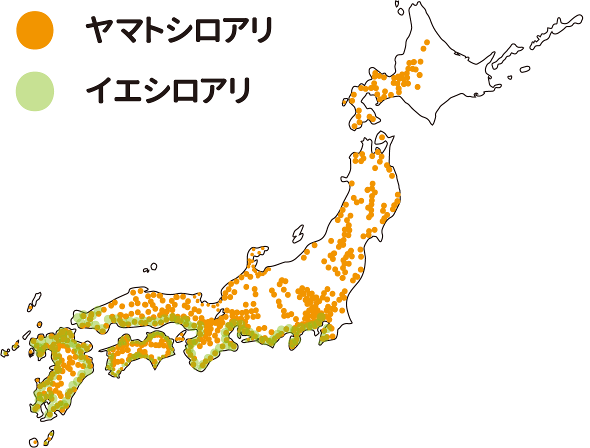 シロアリの分布図